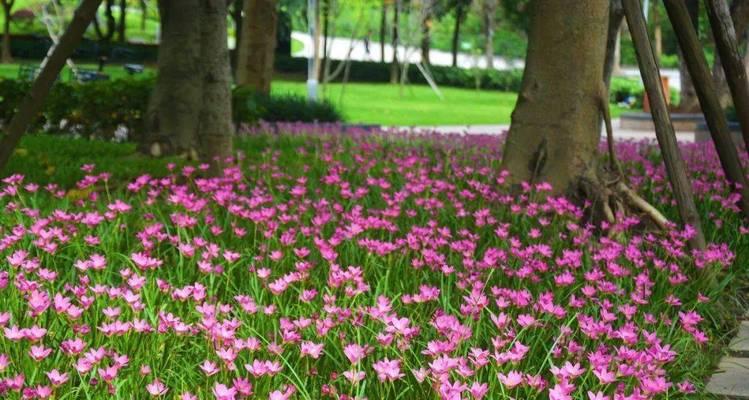 风雨花养殖方法详解（打造色彩斑斓的花海，从风雨花开始）