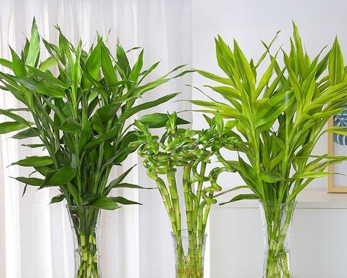 四季竹子养护全指南（从选购到养护，让你轻松打造自家绿色空间）