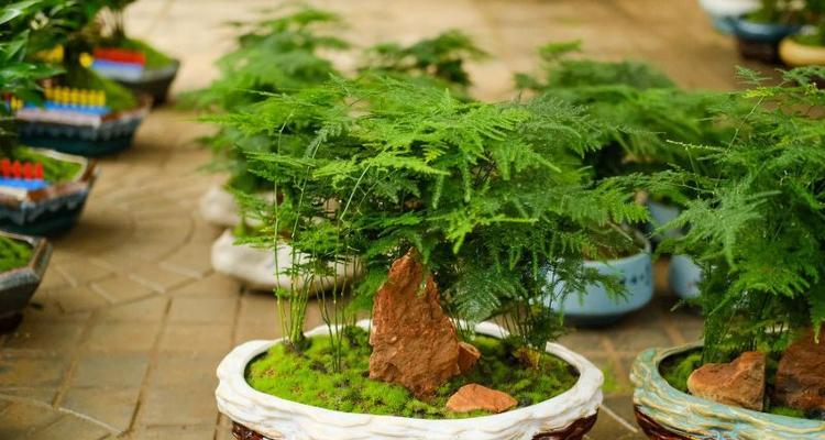打造专业级的花卉养护技巧（让你的花朵在阳光下绽放，最全攻略来袭）