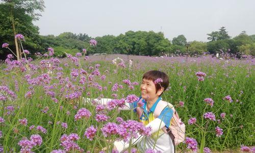 薰衣草（探寻薰衣草开花的季节与奥秘）