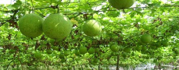 瓜蒌种植全攻略（打造高产、高质的瓜蒌园）