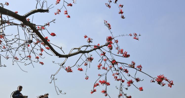 木棉花开花时间（探寻木棉花的开花奥秘）