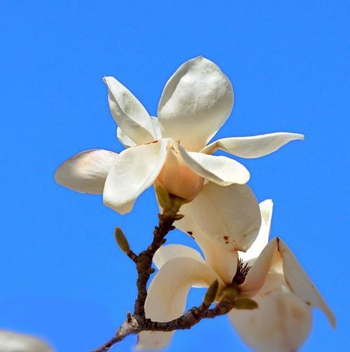 春天花开，美丽绽放（迎接春天的美好，踏青看花的好时节）