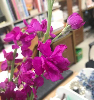 描绘春日风景，揭开紫罗兰的神秘面纱（探究紫罗兰花的开放季节与花语，解析这种娇艳的鲜花）