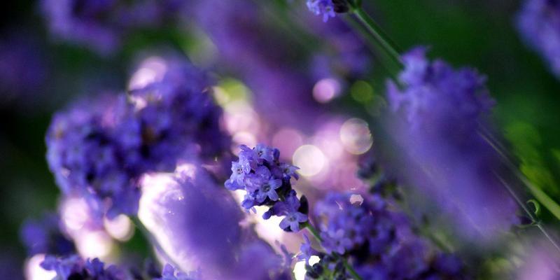 描绘春日风景，揭开紫罗兰的神秘面纱（探究紫罗兰花的开放季节与花语，解析这种娇艳的鲜花）