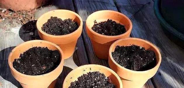 自制普通培养土的简易方法(打造健康绿色植物的基础) 自制普通培养土的简易方法(打造健康绿色植物的基础)