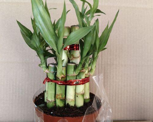 富贵竹水养好还是土养好？（做好富贵竹的养护，让它成为家居绿植的佳选）