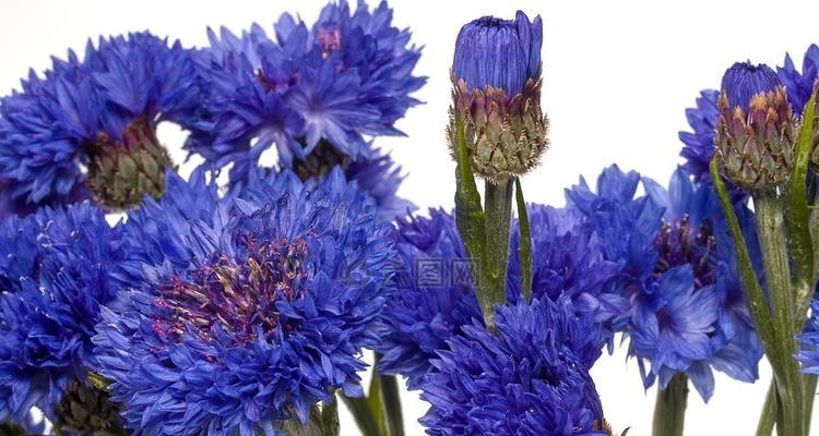开蓝色花的花卉品种介绍（探索美丽的蓝色花海，了解不同品种的蓝色花卉）