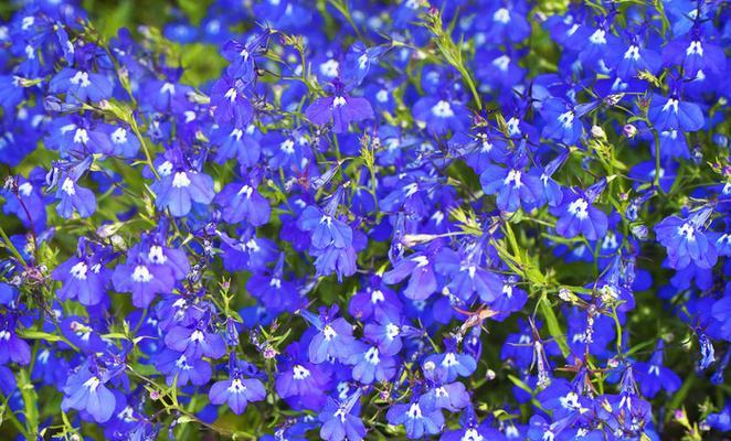 开蓝色花的花卉品种介绍（探索美丽的蓝色花海，了解不同品种的蓝色花卉）