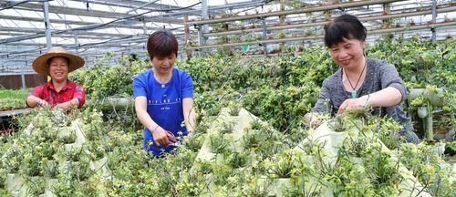 铁皮石斛的种植技巧（打造家庭养生好帮手）