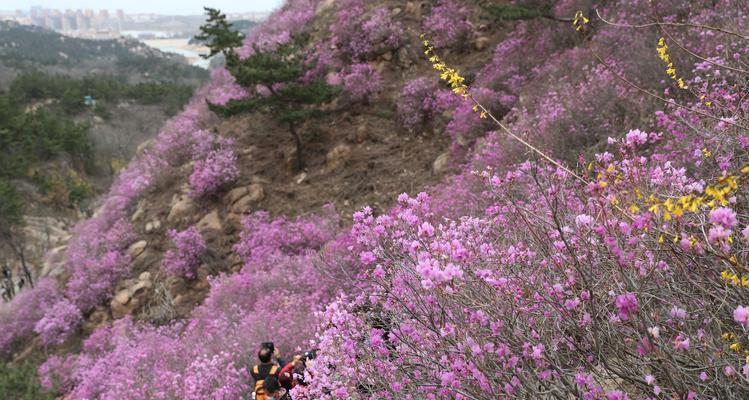 打造野生杜鹃花的美丽家园（野生杜鹃花管理方法与技巧）