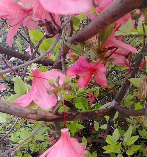 打造野生杜鹃花的美丽家园（野生杜鹃花管理方法与技巧）