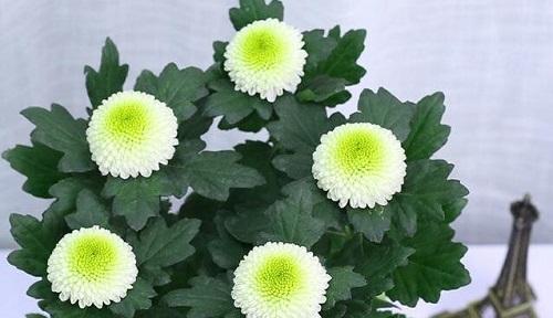 了解不同种类的雏菊（探索雏菊品种的多样性）
