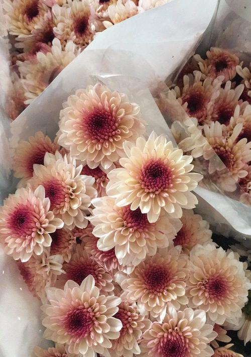 了解不同种类的雏菊（探索雏菊品种的多样性）