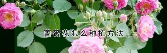 蔷薇与月季（探索蔷薇花与月季花的区别与特点）