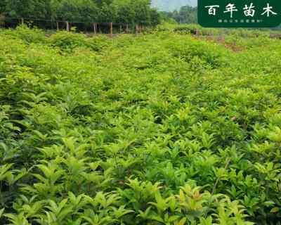 如何种植健康的桂花树苗？（全面掌握种植方法，让你的桂花树茁壮成长！）