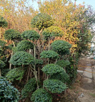 打造一盆美丽的小叶女贞盆景(如何养护小叶女贞盆景) 打造一盆美丽的小叶女贞盆景(如何养护小叶女贞盆景)