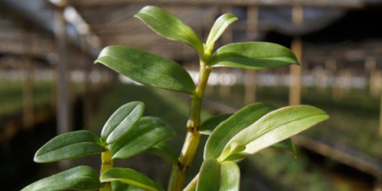 铁皮石斛的种植条件（打造良好的生长环境，让铁皮石斛茁壮成长）