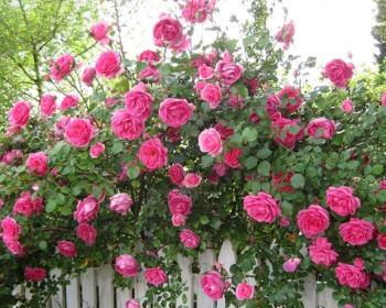 玫瑰和蔷薇的区别（如何分辨玫瑰和蔷薇？——玫瑰和蔷薇的形态、颜色和气味的差异）