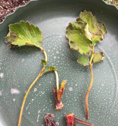 草莓养殖技巧（如何应对草莓烂根问题，保证高产高质？）