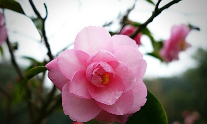 深入探究茶花品种（了解茶花品种的分类和特点）