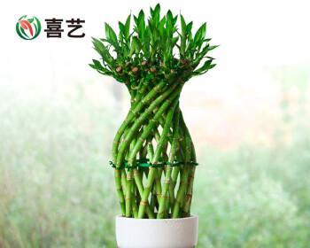 怎样养护水竹，让其茁壮成长？（一步步教你打造健康水竹园，让家居充满绿意）