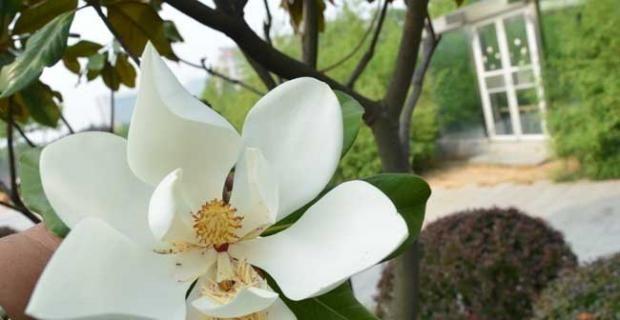 玉兰花树的养护指南（打造美丽的玉兰花树，从这里开始）