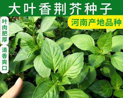 荆芥种植需要注意的时间和温度（掌握关键的播种时间和适宜的生长温度，让荆芥茁壮成长）