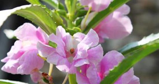 打造美丽庭院的秘密武器——凤仙花（从种植到管理，让凤仙花为您增添亮色）