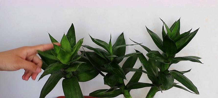 水养富贵竹的小技巧（教你如何用水养好富贵竹）
