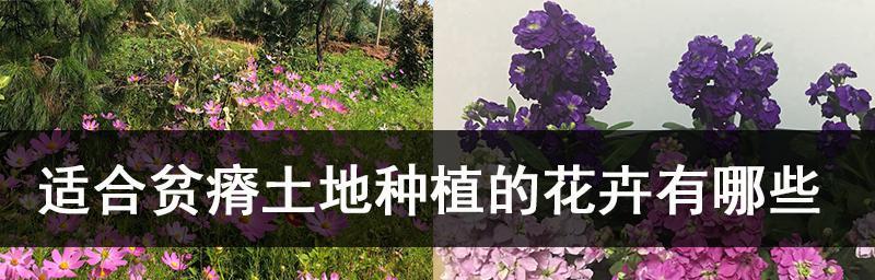 花开如画——花卉种植技巧详解（如何打造美丽花园，从栽培到养护全方位指南）