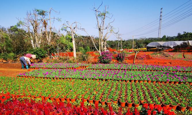 花开如画——花卉种植技巧详解（如何打造美丽花园，从栽培到养护全方位指南）