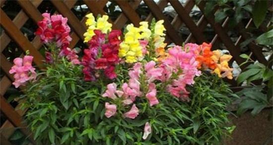 金鱼草在室外的种植技巧（如何让金鱼草在户外茁壮成长？室外养殖金鱼草需要注意什么？）