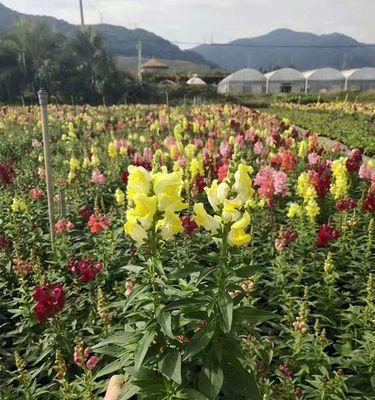 金鱼草在室外的种植技巧（如何让金鱼草在户外茁壮成长？室外养殖金鱼草需要注意什么？）