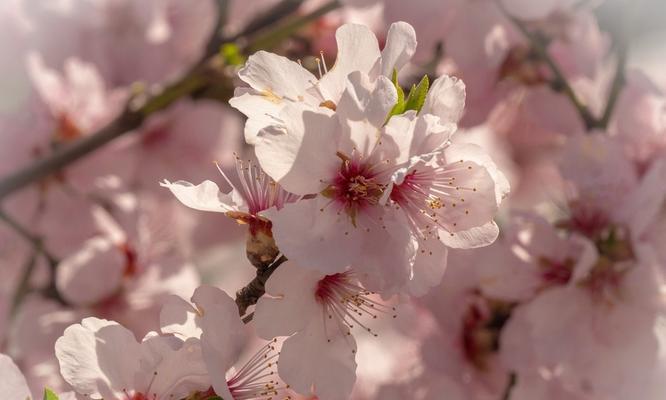 樱花盛开时节——春之美景（探秘樱花开放的神奇时刻，解读樱花的生态奥秘）