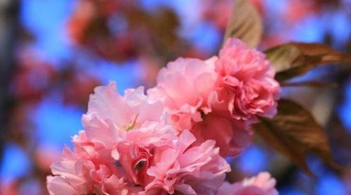 樱花盛开时节——春之美景（探秘樱花开放的神奇时刻，解读樱花的生态奥秘）