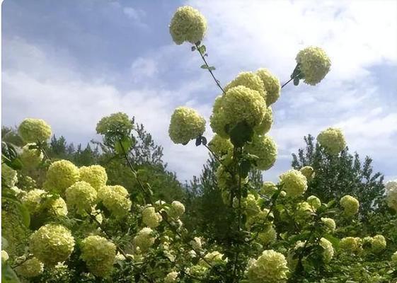 探寻美丽开花灌木的品种（了解这些花灌木，让花园更美丽）