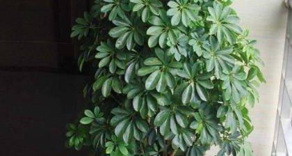 八仙草——一种具有丰富医学价值的植物（探究八仙草的生物学特征和药用价值）