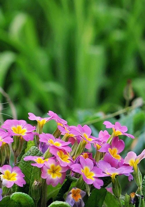 迎接夏日花海——夏季盛开的花卉（品味夏季的花海，寻觅花卉的美好）