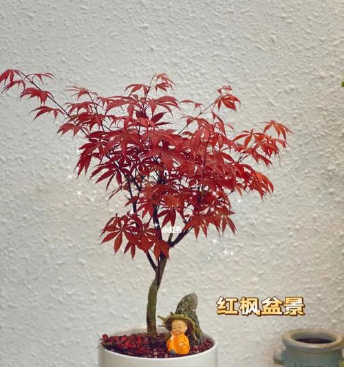 红枫树的种植技巧（打造美丽花园，种植红枫树的注意事项）