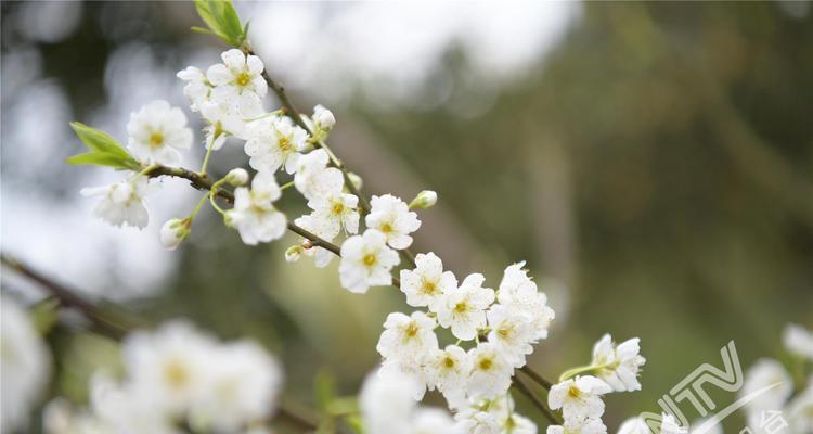 梨花花期的奇妙变化（探秘梨花的开花时间和风景）
