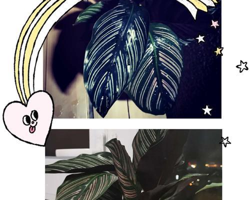 如何有效预防和治疗双线竹芋叶子发黄（养殖双线竹芋，叶子为什么会发黄？如何处理？）