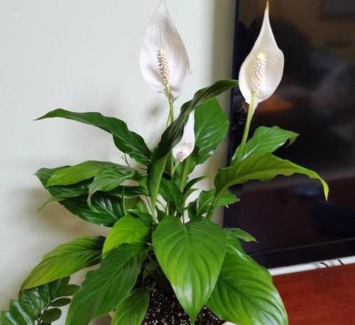 室外植物养护指南：选择好养的植物成就美丽的空间