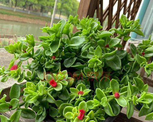 室外植物养护指南：选择好养的植物成就美丽的空间