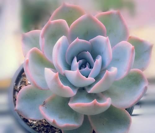 夏季多肉植物养护指南（关注水肥光温提高生长质量）