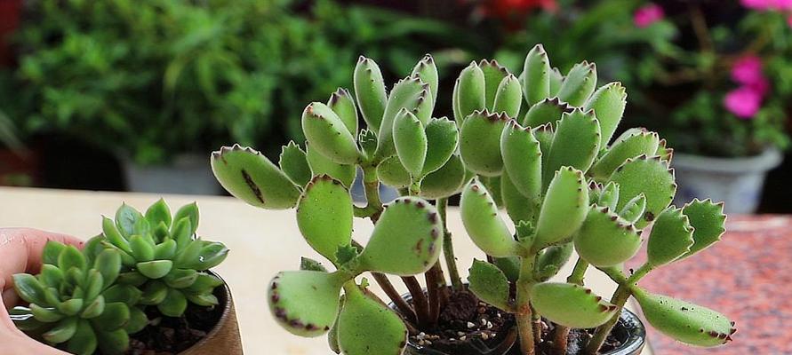 夏季多肉植物养护指南（关注水肥光温提高生长质量）