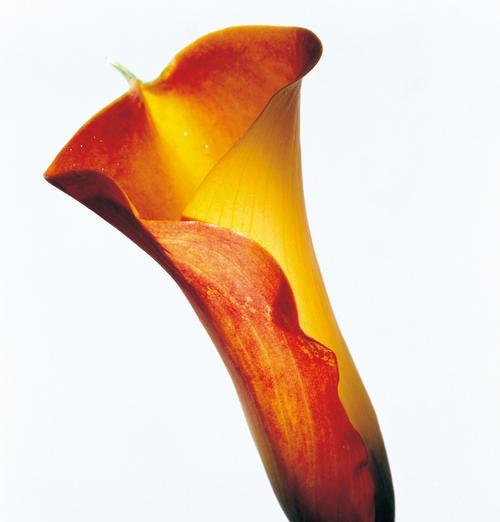 马蹄莲——一朵美丽而神秘的花（探秘马蹄莲的生长环境、特点及文化意义）