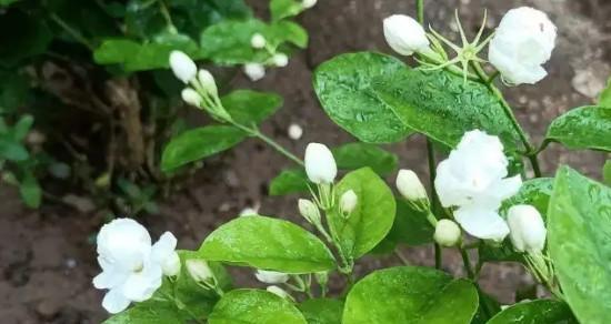 茉莉花的意义（探究茉莉花的象征与文化内涵）