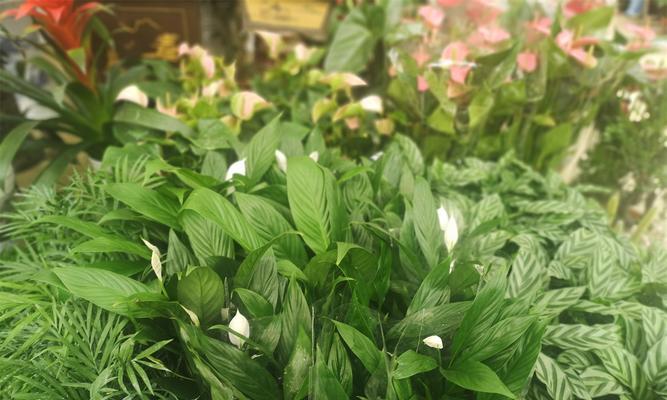白掌的田园土种植实践（从选材到养护，种好白掌不难）