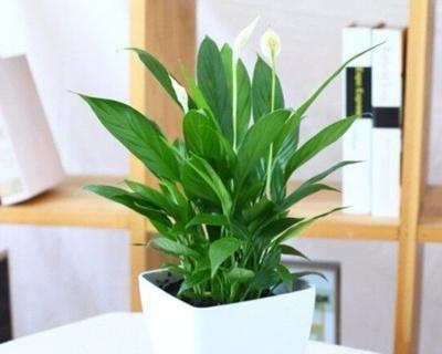 白掌的田园土种植实践（从选材到养护，种好白掌不难）